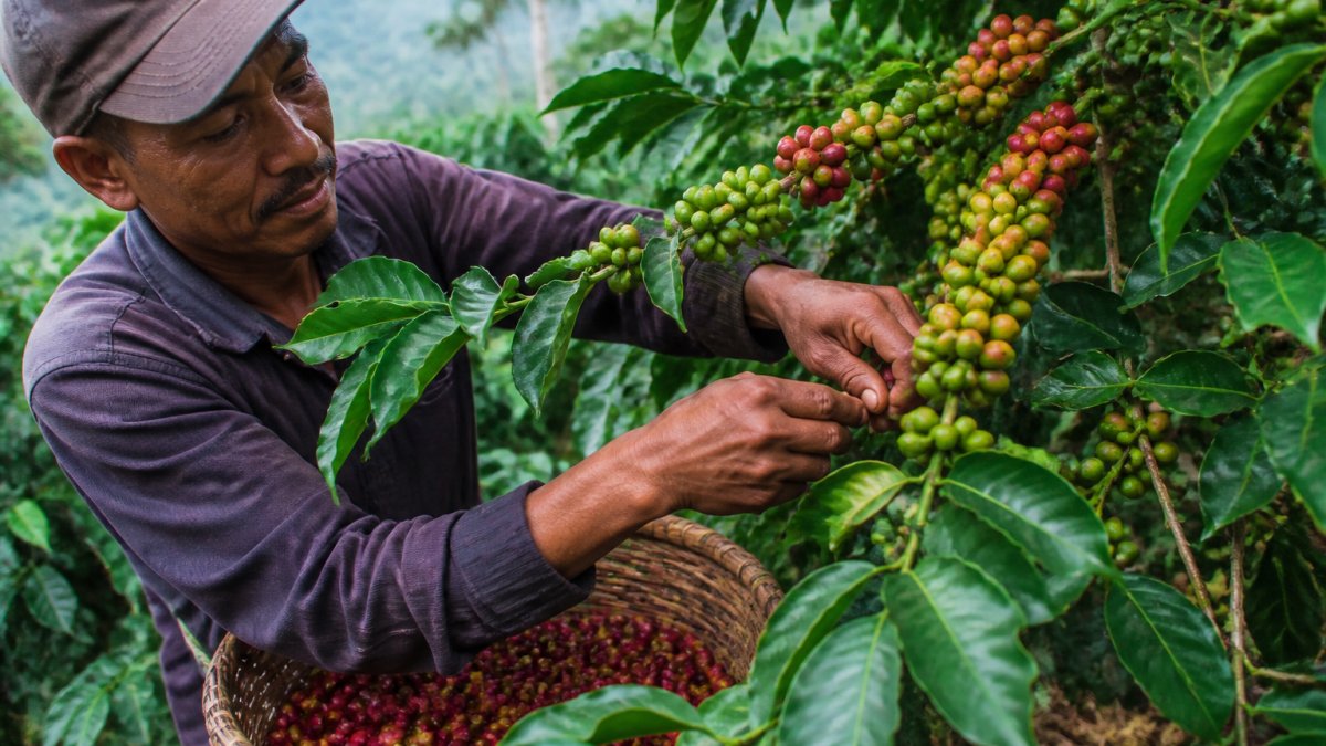 Track Coffee Beans to the Farm: A Step-by-Step Guide
